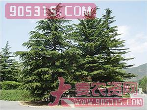 中国林木种子公司