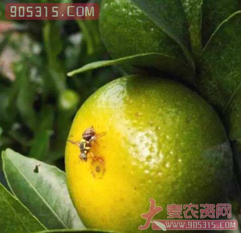 柑橘大实蝇防控植保技术指导方案 提高柑橘产量