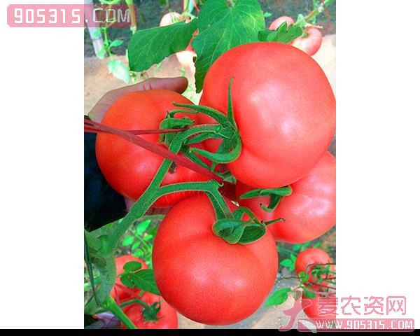 西红柿种子-冬粉108-瑞恒种业农资招商产品