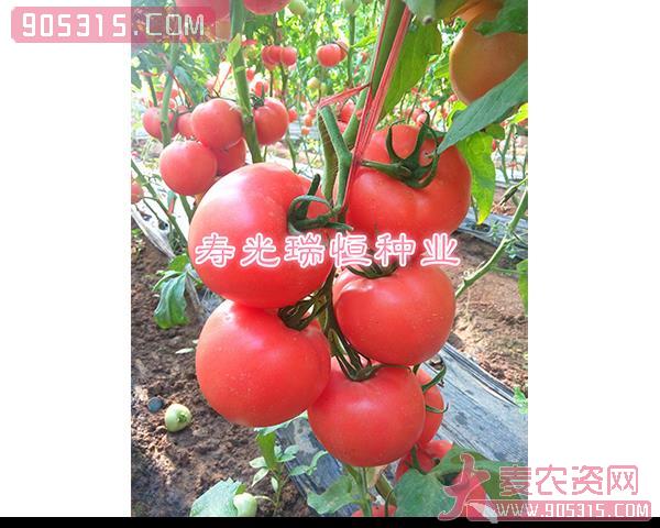 西红柿种子-瑞粉102-瑞恒种业农资招商产品