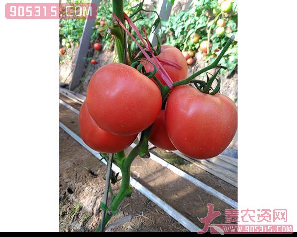 西红柿种子-麦迪文-瑞恒种业