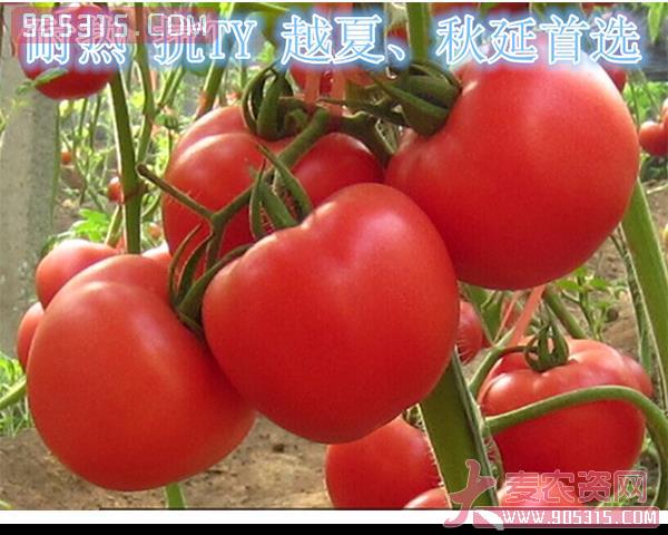 西红柿种子-瑞恒112-瑞恒种业农资招商产品