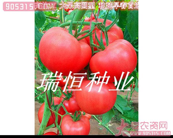 西红柿种子-瑞恒116-瑞恒种业农资招商产品