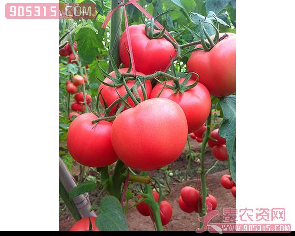西红柿种子-同悦160-瑞恒种业农资招商产品