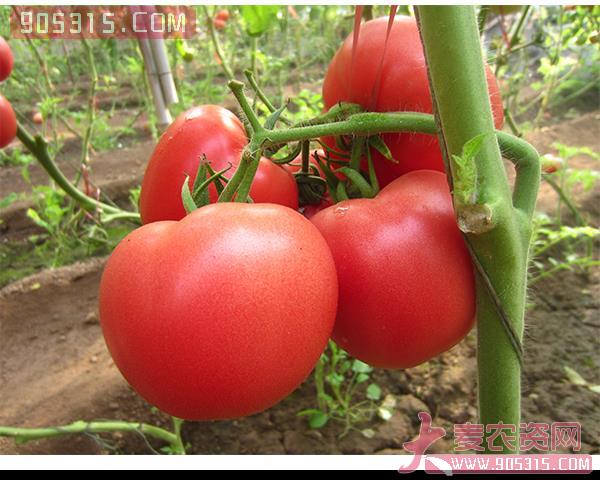 西红柿种子-同悦180-瑞恒种业农资招商产品