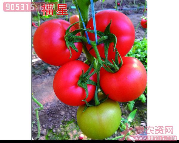 西红柿种子-福星-瑞恒种业农资招商产品