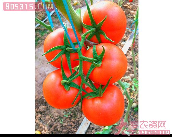 西红柿种子-红钻-瑞恒种业