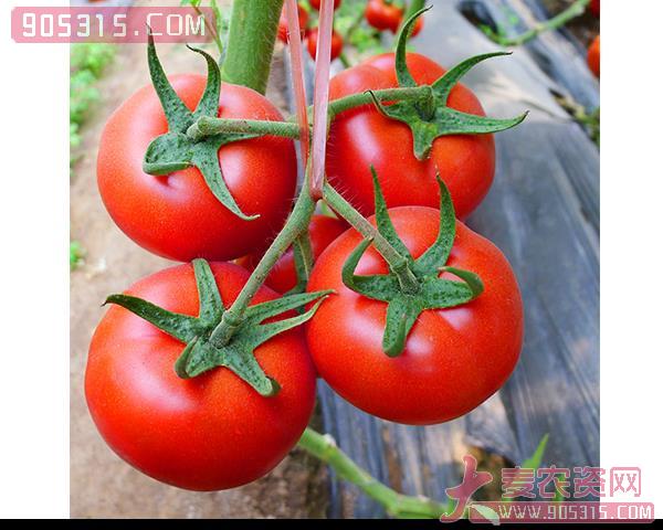 西红柿种子-加利-瑞恒种业农资招商产品