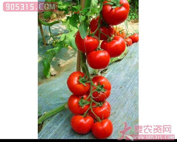 西红柿种子-利百威2号-瑞恒种业农资招商产品