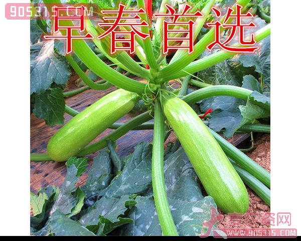 西葫芦种子-春玉-瑞恒种业农资招商产品