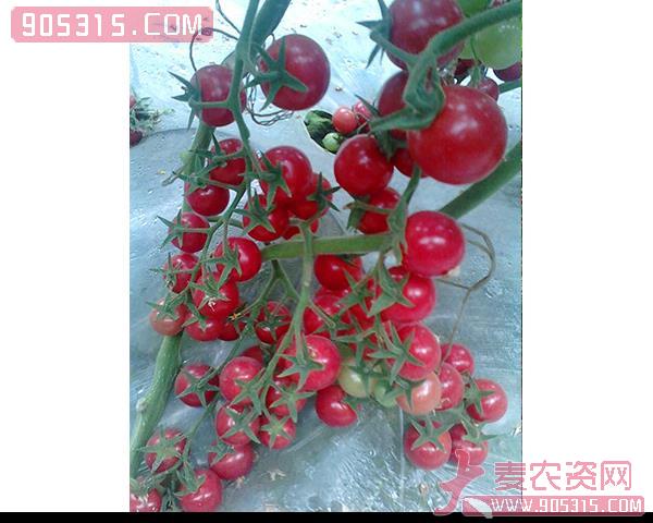 樱桃西红柿种子-德贝利-瑞恒种业农资招商产品