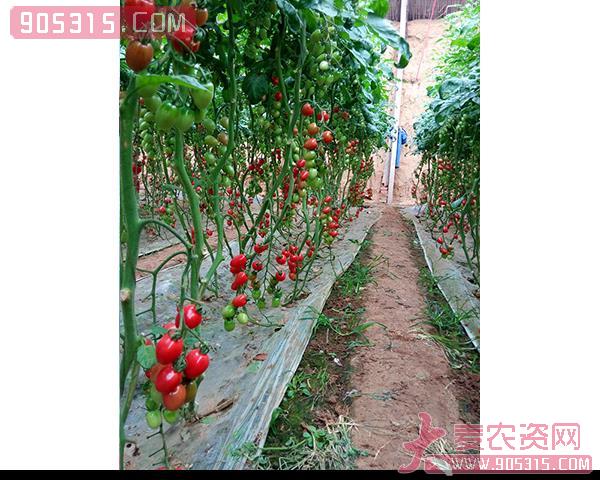 樱桃西红柿种子-粉惠-瑞恒种业