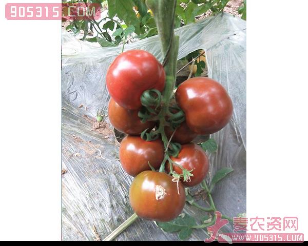 樱桃西红柿种子-黑圆-瑞恒种业