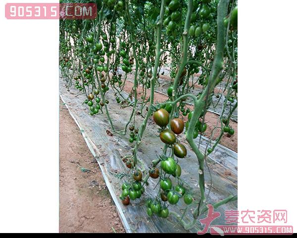 樱桃西红柿种子-迷彩-瑞恒种业农资招商产品