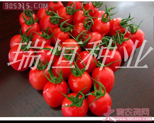 樱桃西红柿种子-千惠-瑞恒种业