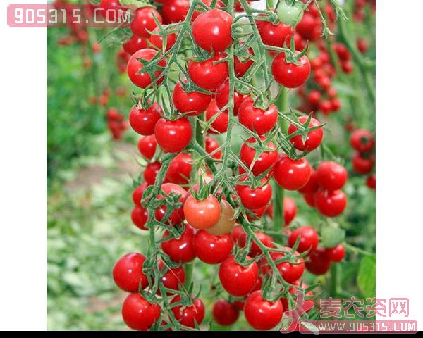 樱桃西红柿种子-赛珍珠-瑞恒种业农资招商产品