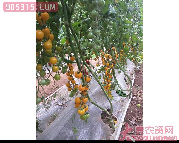 樱桃西红柿种子-夏日阳光-瑞恒种业农资招商产品