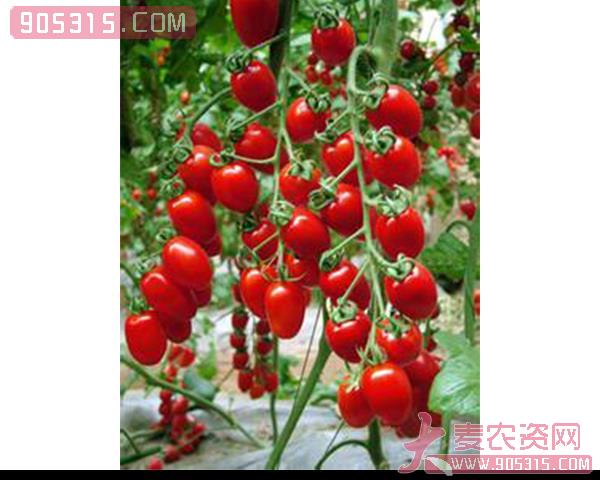 樱桃西红柿种子-珠丹红-瑞恒种业