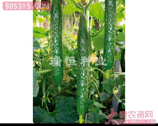 黄瓜种子-11-12-瑞恒种业农资招商产品