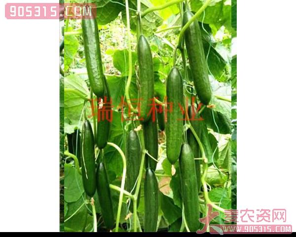 黄瓜种子-艾丽丝-瑞恒种业农资招商产品
