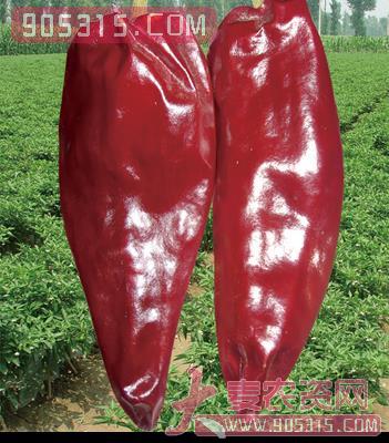 源红板椒——辣椒种子农资招商产品