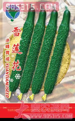 雪连花——黄瓜种子农资招商产品