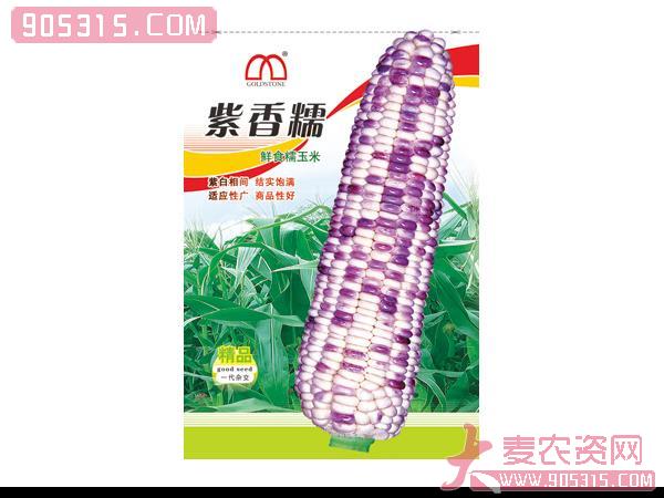 紫香糯——玉米种子农资招商产品