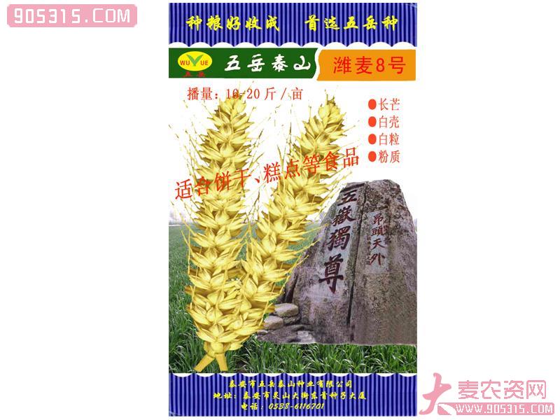 潍麦(潍62036)农资招商产品