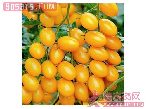 艾米丽（小番茄种子）农资招商产品