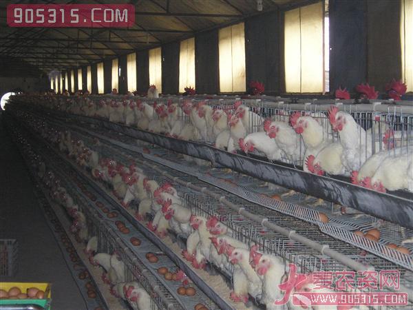 畜禽养殖专用黑白膜农资招商产品