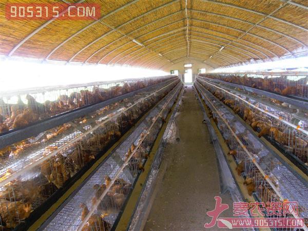 畜禽养殖专用黑白膜（0.15mm）农资招商产品