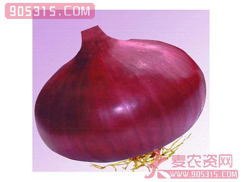 供应紫星一号（中日照红皮洋葱）—进口洋葱种子