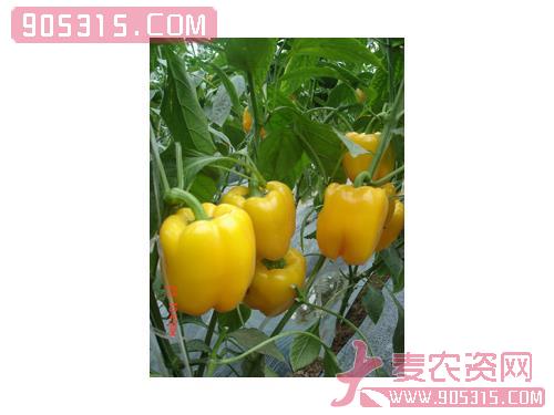 供应丽丽芭(绿转黄甜椒)—甜椒种子农资招商产品