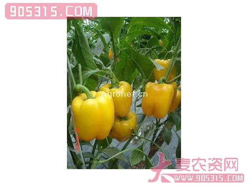 供应丽丽芭(绿转黄)—甜椒种子农资招商产品