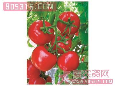 供应科瑞斯—番茄种子农资招商产品