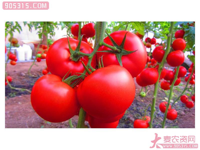 供应德澳特4224—番茄种子农资招商产品