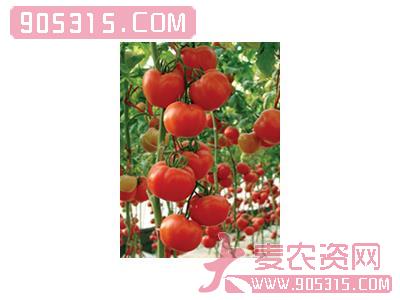 供应(高硬度粉果番茄)—番茄种子农资招商产品