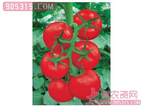 可曼特——番茄种子农资招商产品