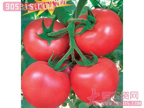 粉丽娜——番茄种子农资招商产品