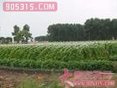 抗农药瓜葡抗硫磺玉米用地膜PO膜四季青塑料上海的防雨覆盖膜