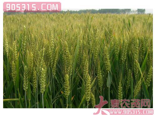 豫麦49品种