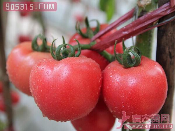 斯内德西红柿种子农资招商产品