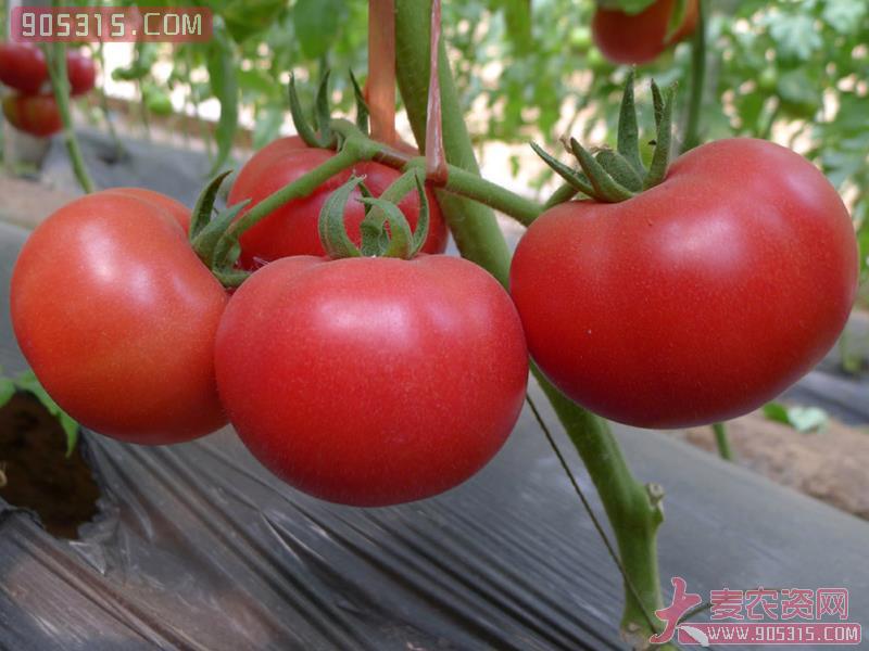 欧文西红柿种子农资招商产品