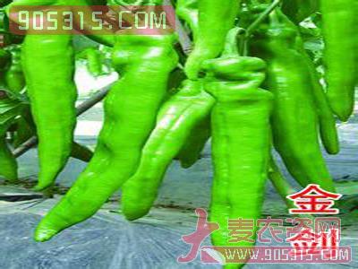 青椒种子农资招商产品