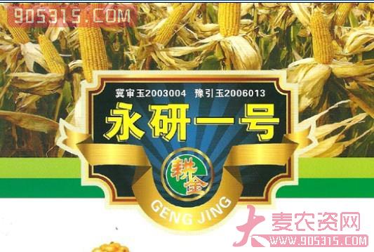 永研一号玉米种子农资招商产品