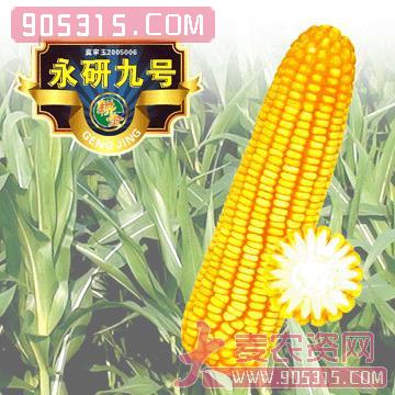 永研九号玉米种子农资招商产品