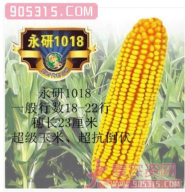 永研1018玉米种子农资招商产品