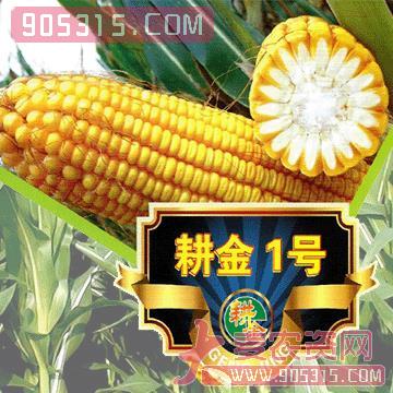 耕金1号玉米种子农资招商产品