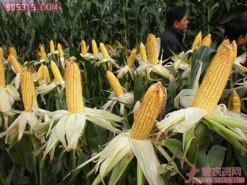 成玉888玉米种子农资招商产品