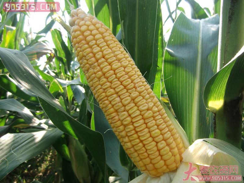 成玉909玉米种子农资招商产品